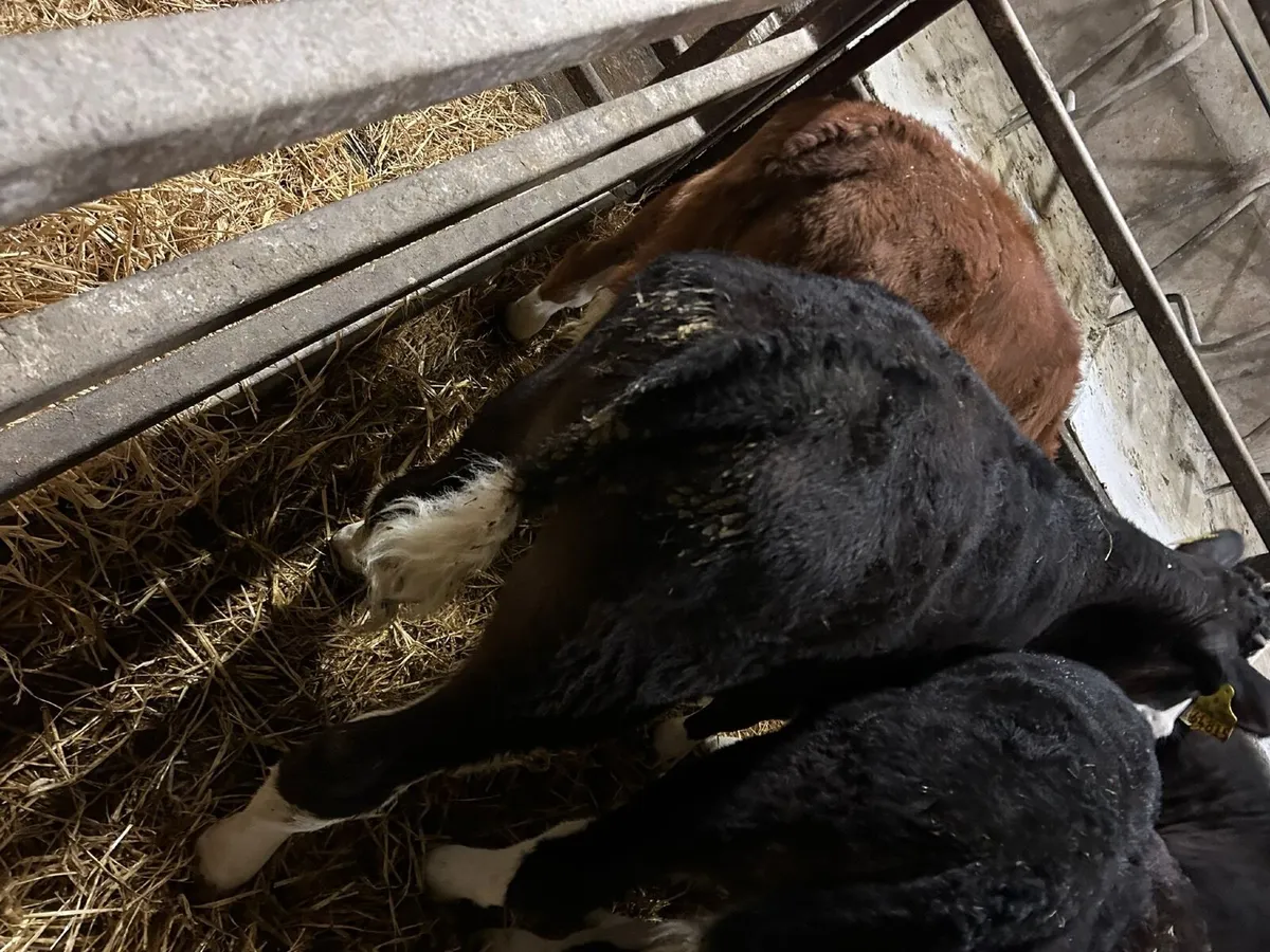 Hereford calves Hardy out just reared 3 months - Image 1