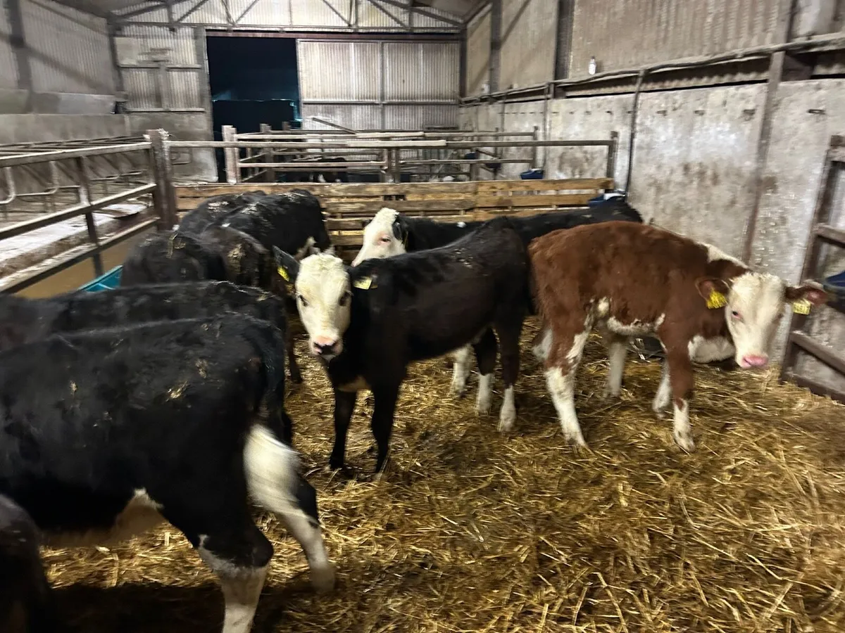 Hereford calves Hardy out just reared 3 months - Image 2