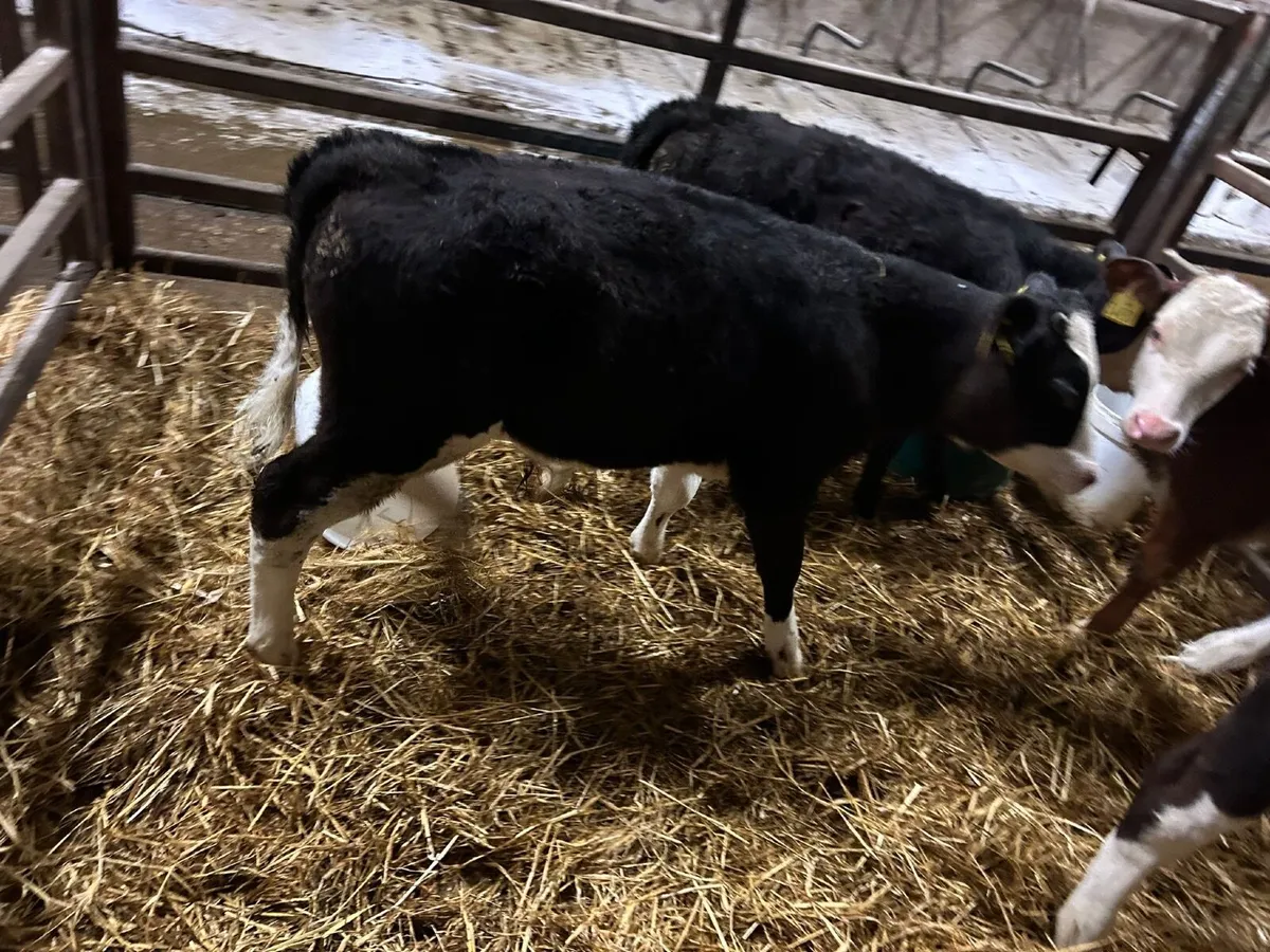 Hereford calves Hardy out just reared 3 months - Image 3