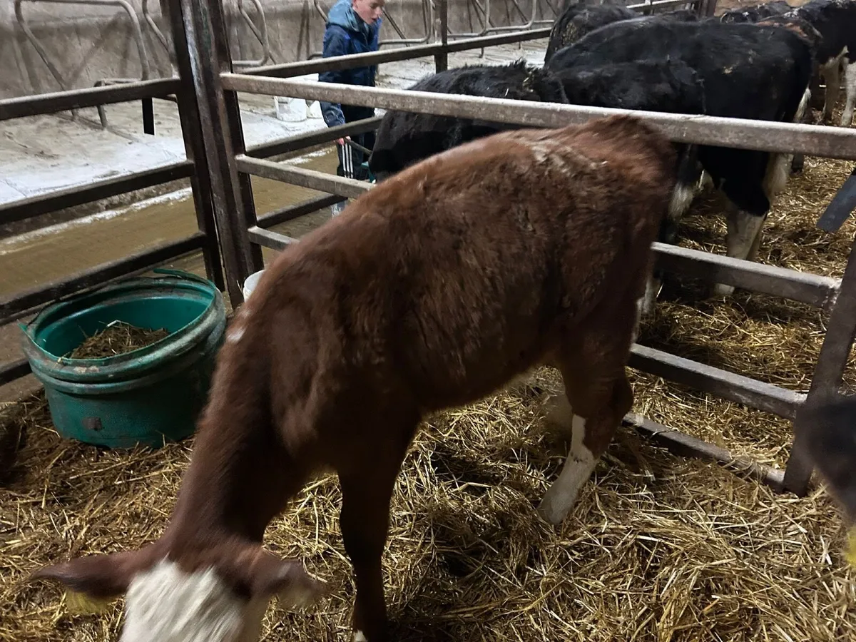 Hereford calves Hardy out just reared 3 months - Image 4