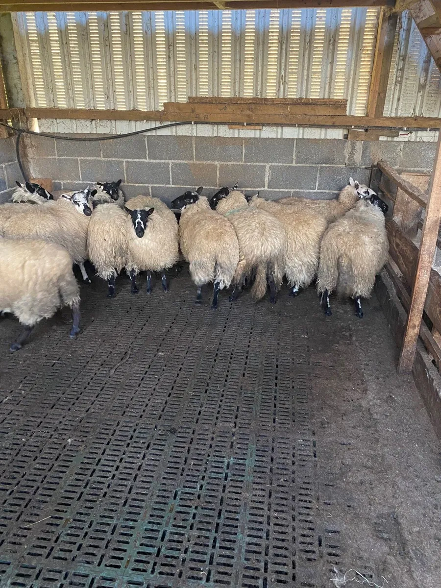 Ewe lambs