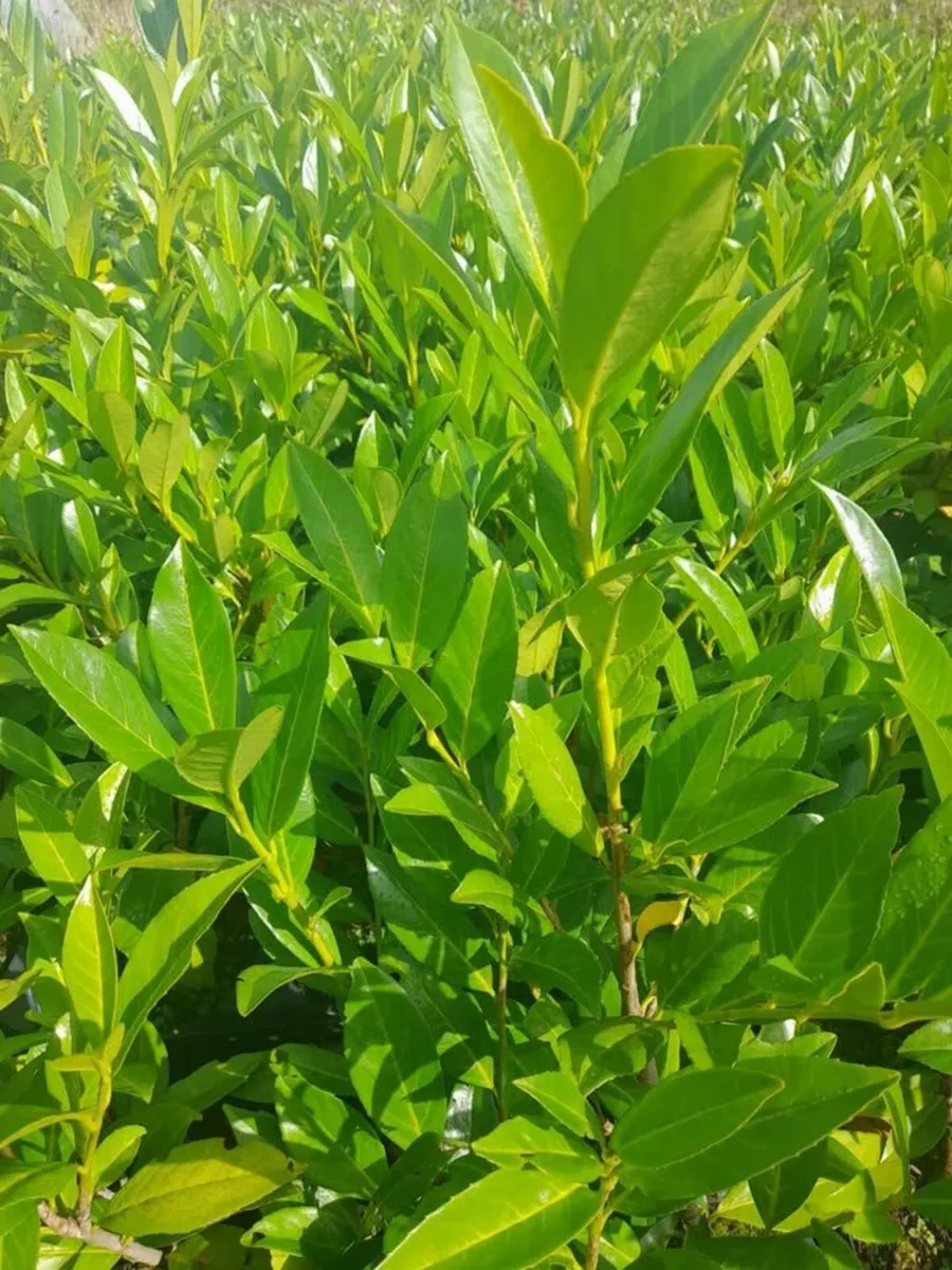 Laurel Hedging 2ft tall. Discount on larger amount - Image 2