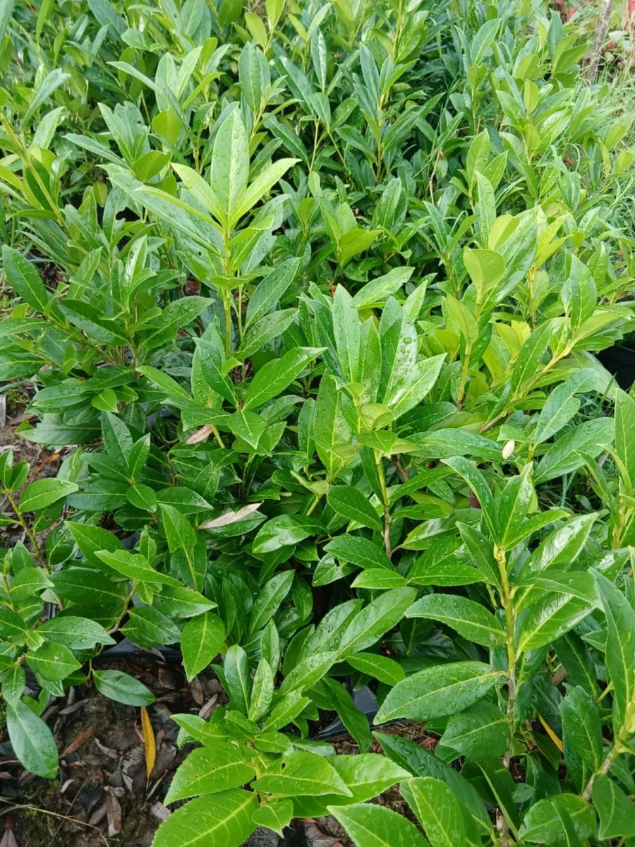 Laurel Hedging 2ft tall. Discount on larger amount - Image 4