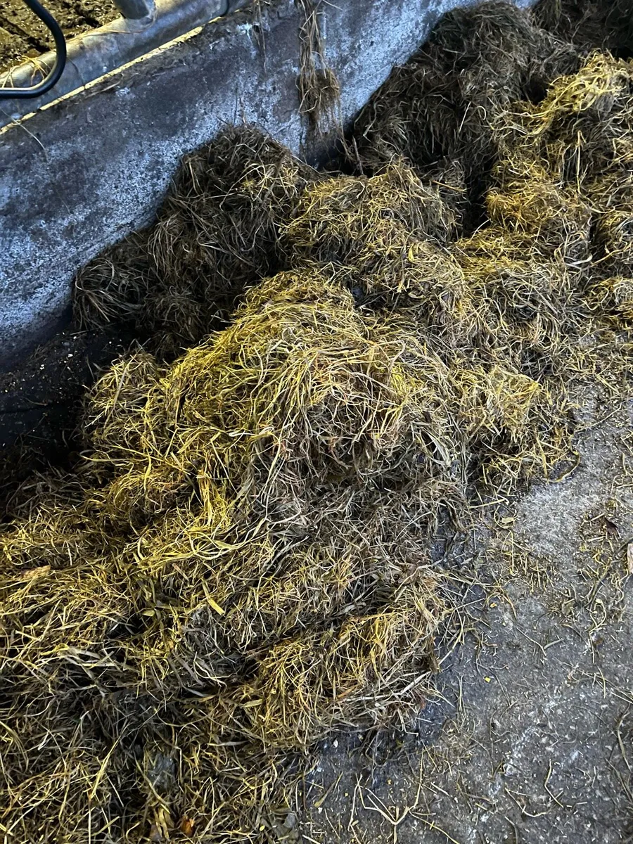 Silage - Image 2