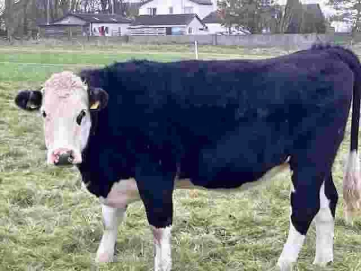 In-Conversion Heifers (Organic) - Image 1