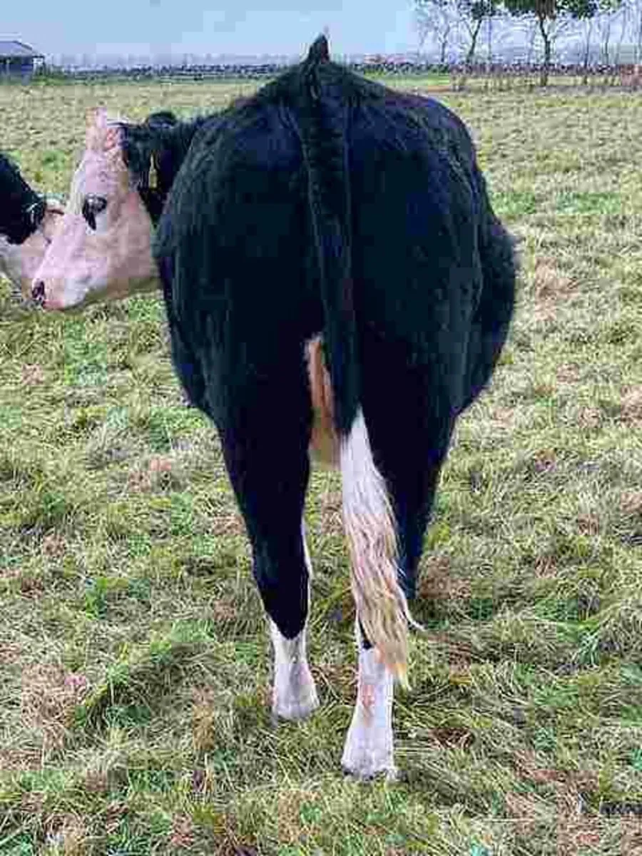 In-Conversion Heifers (Organic) - Image 2