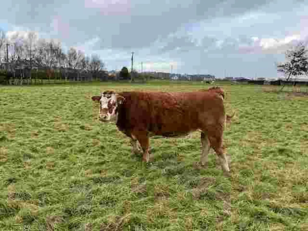 In-Conversion Heifers (Organic) - Image 3