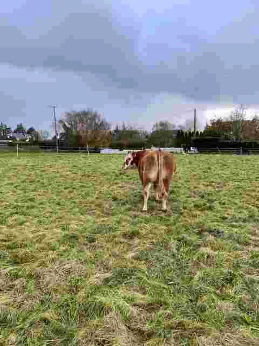 In-Conversion Heifers (Organic) - Image 4