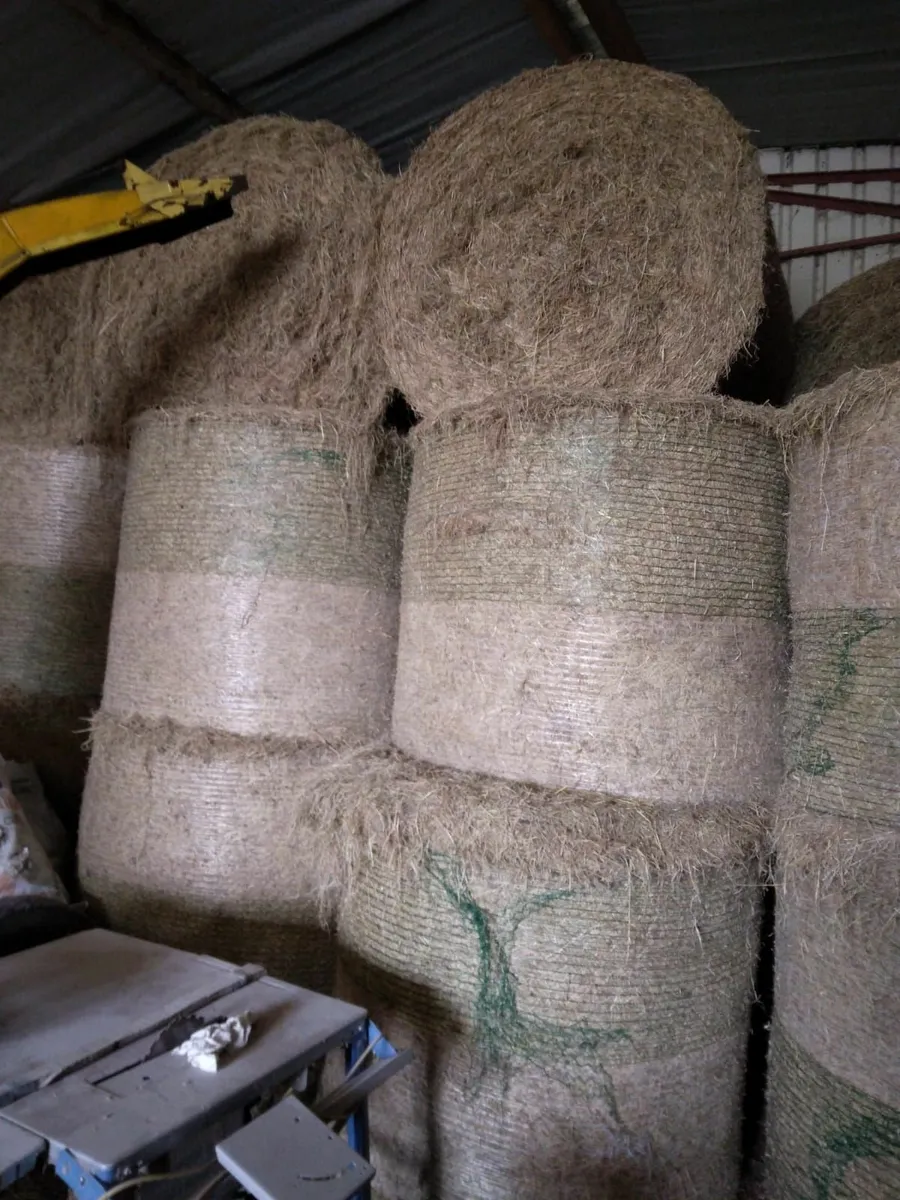Bales of top quality Hay - Image 2