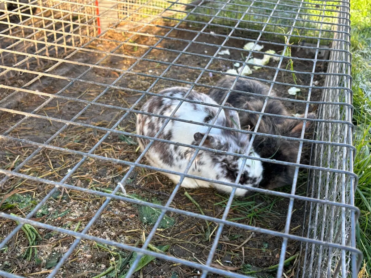 Rabbits for sale “” Only Two Left” - Image 1