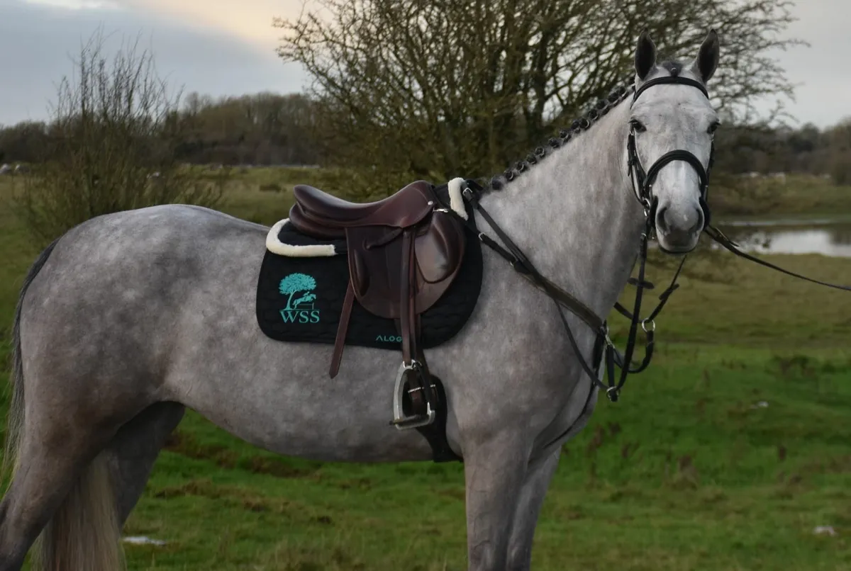 *** 4YO 148 SJ PONY *** FUTURE SUPERSTAR*** - Image 2