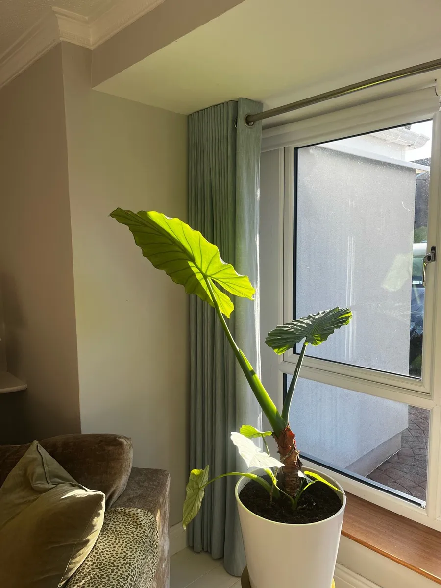 Curtains - 2 lined sets, 1 door curtain & 1 Roman - Image 1