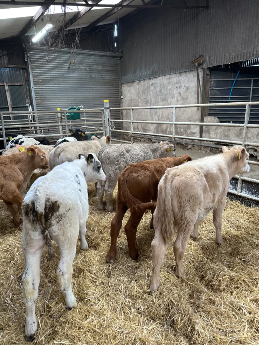 Charolais and blue bulls - Image 4