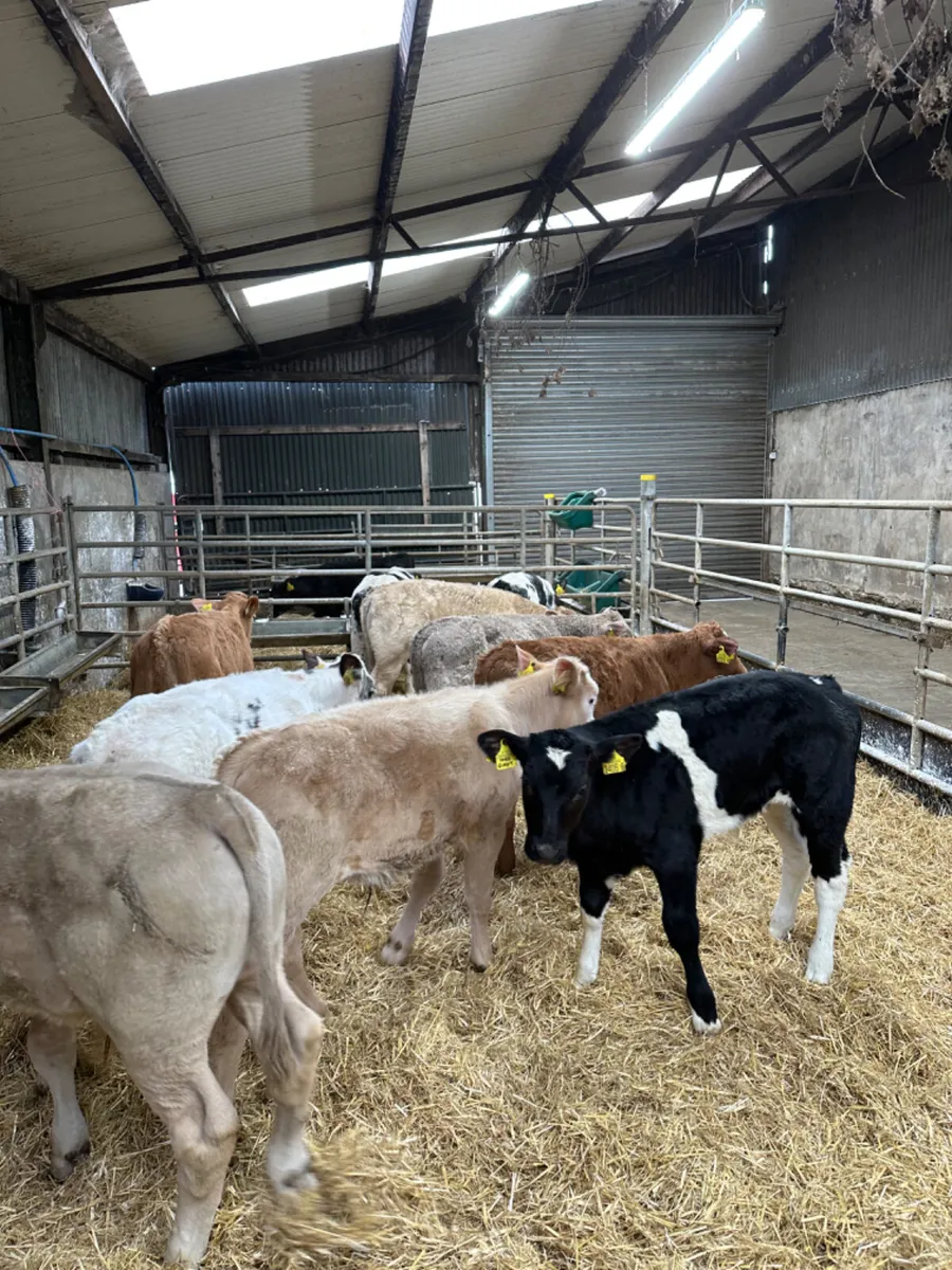 Charolais and blue bulls - Image 1