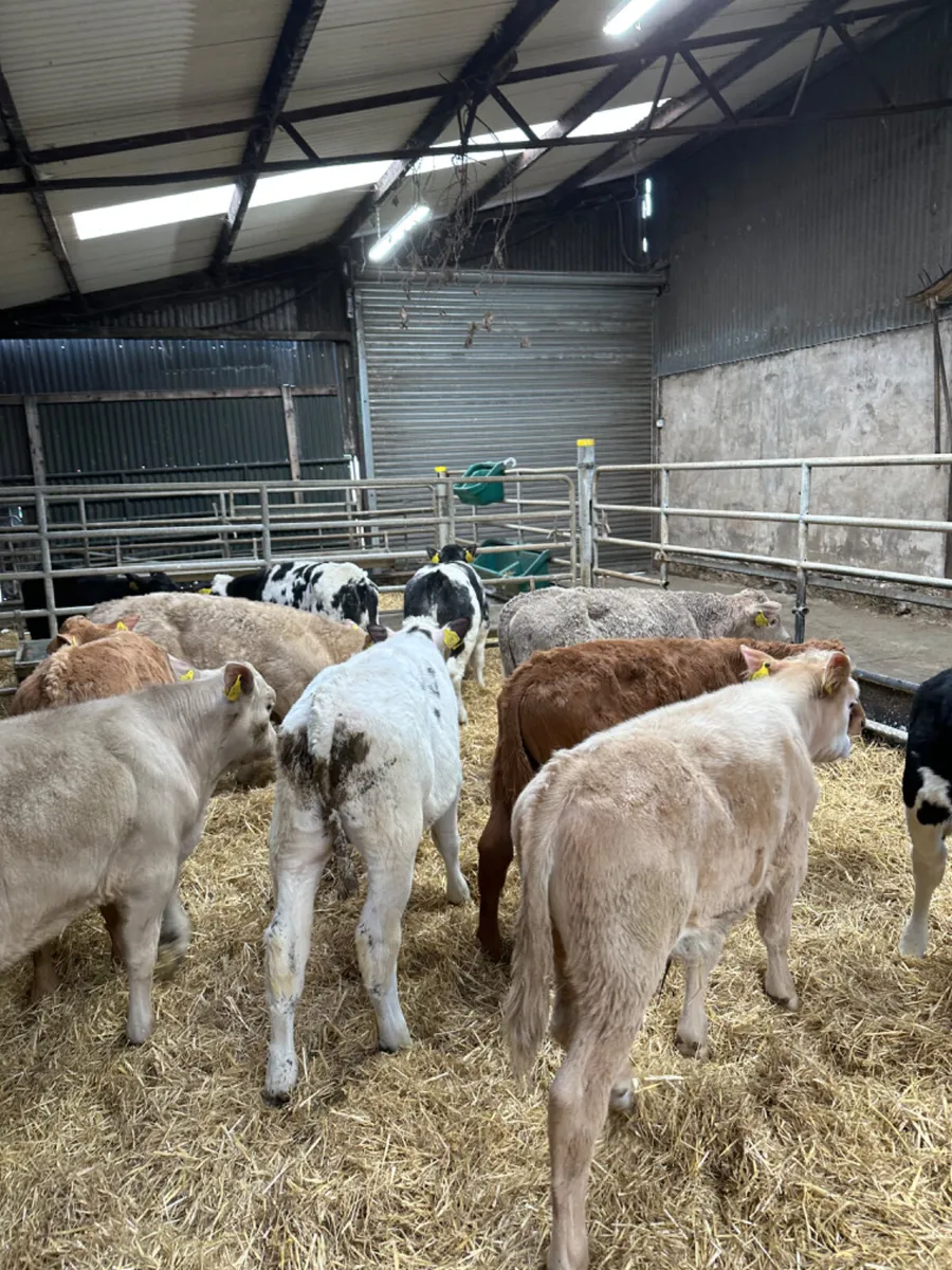 Charolais and blue bulls - Image 3