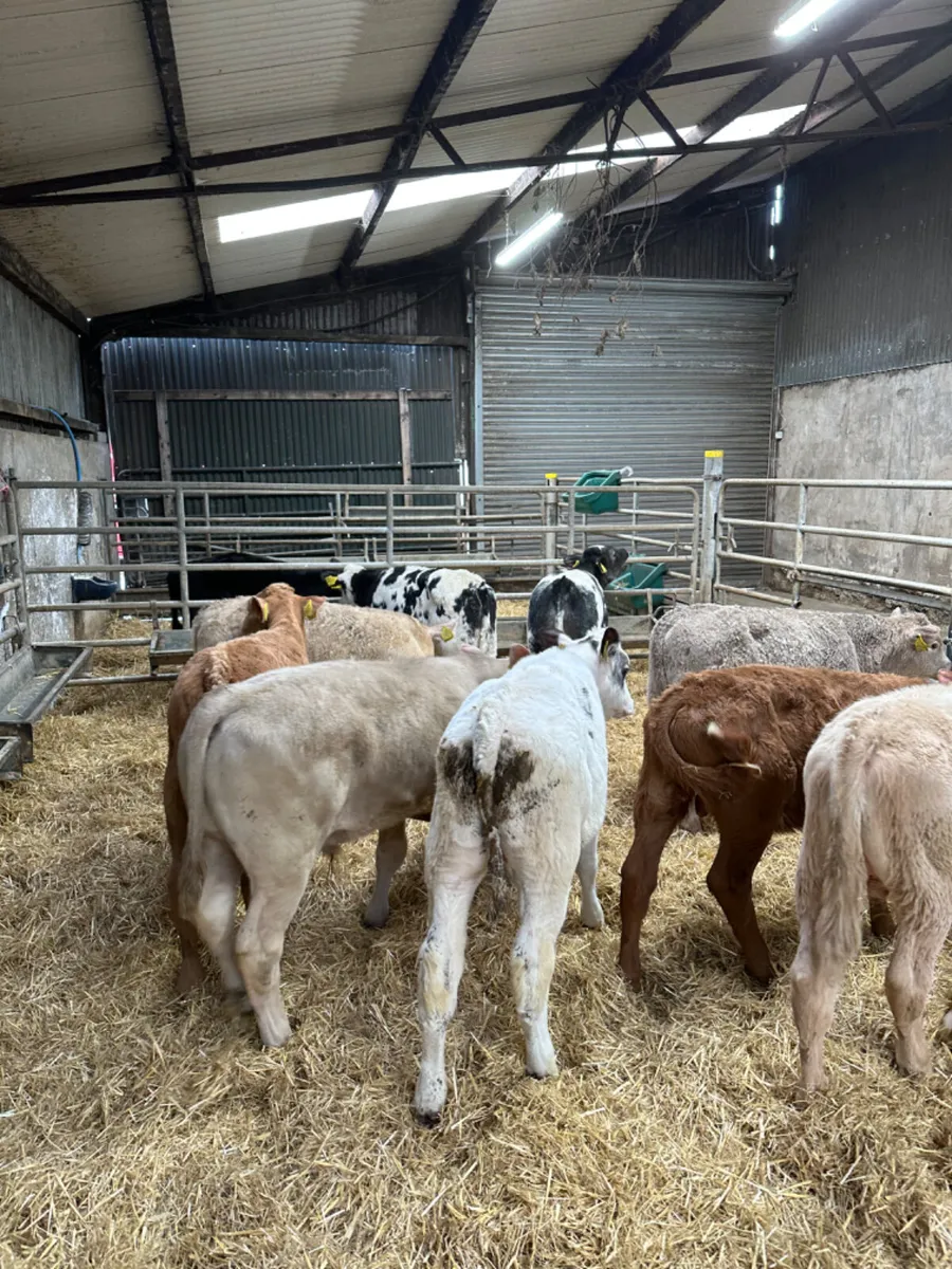 Charolais and blue bulls - Image 2