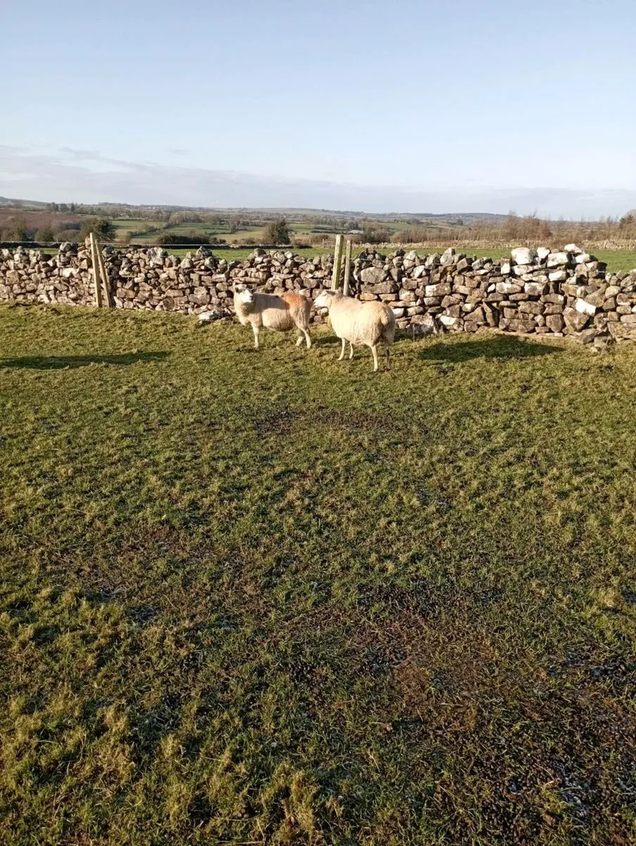 In lamb ewes - Image 1