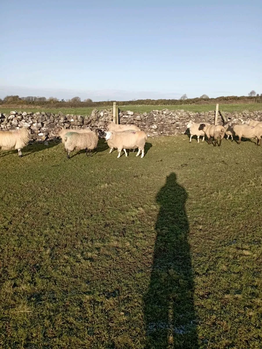 In lamb ewes - Image 2