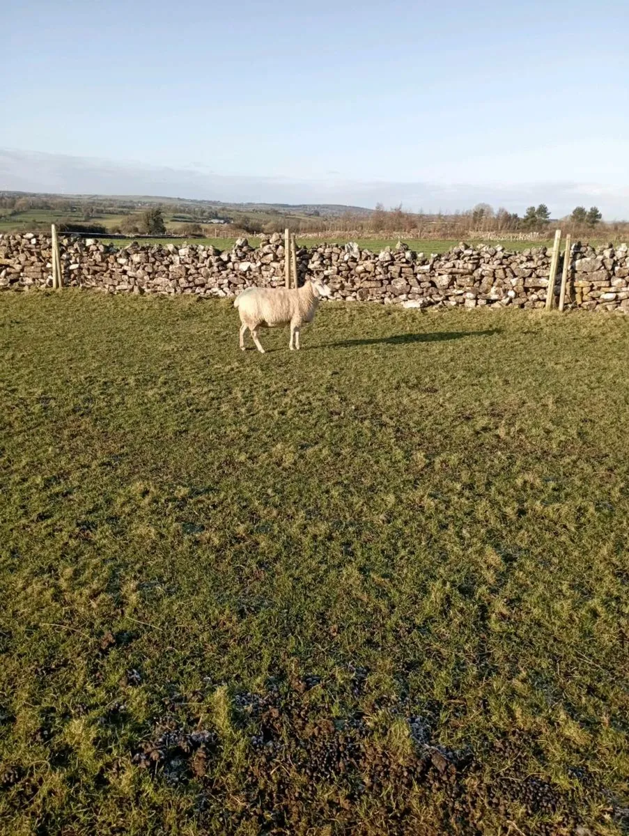 In lamb ewes - Image 3