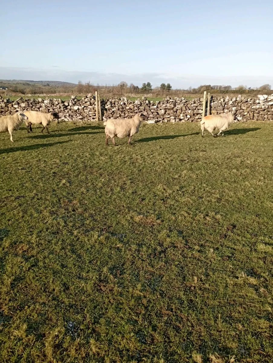 In lamb ewes - Image 4