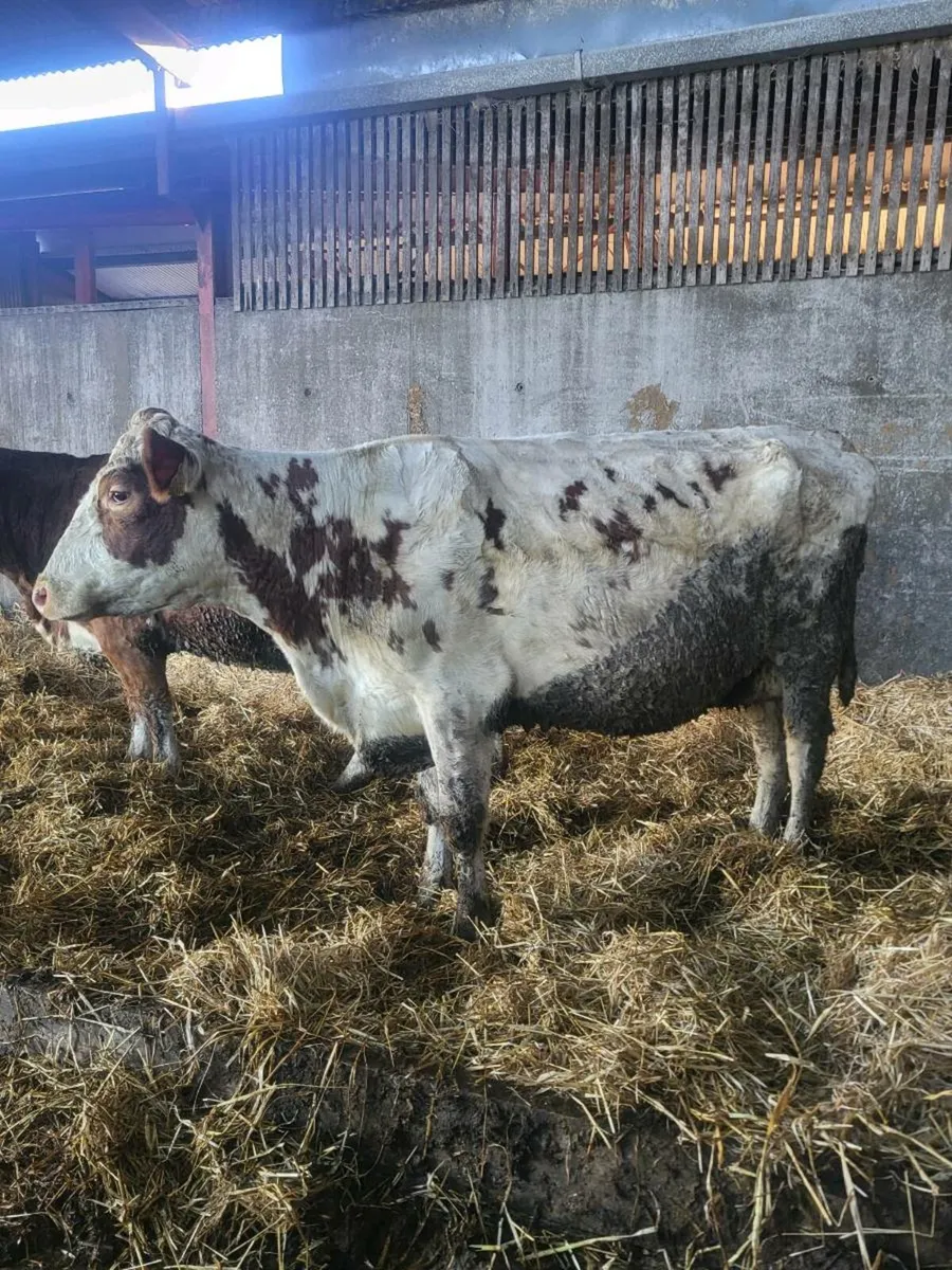 Second calver - Image 2