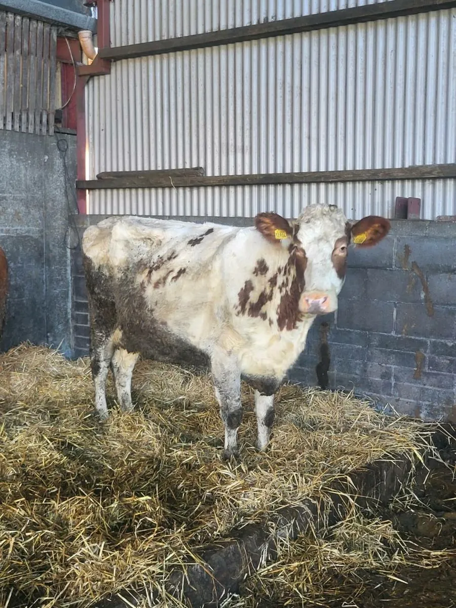 Second calver - Image 3