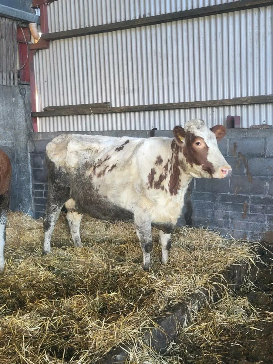 Second calver - Image 4