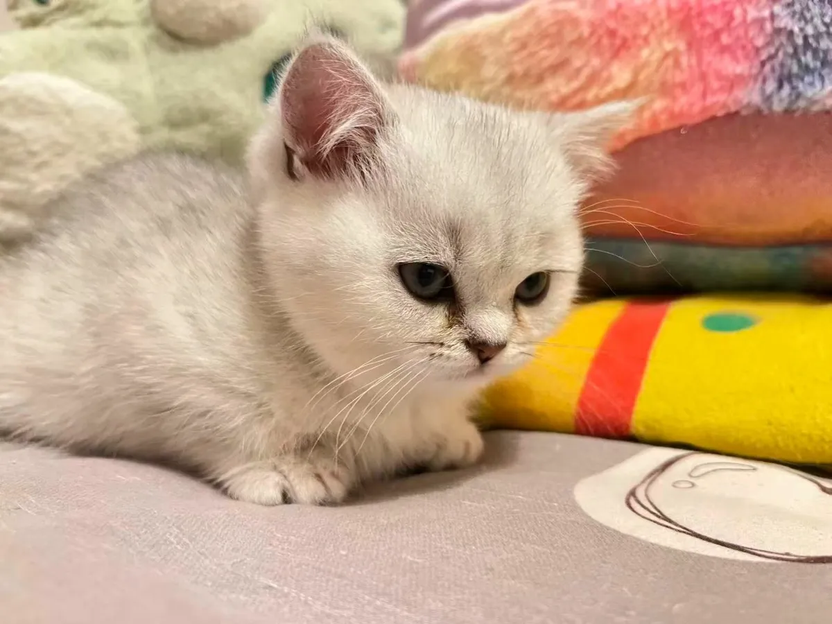 British shorthair kittens - Image 4