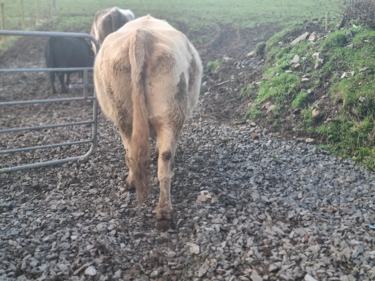 CHAROLAIS INCALF COW FOR SALE - Image 3