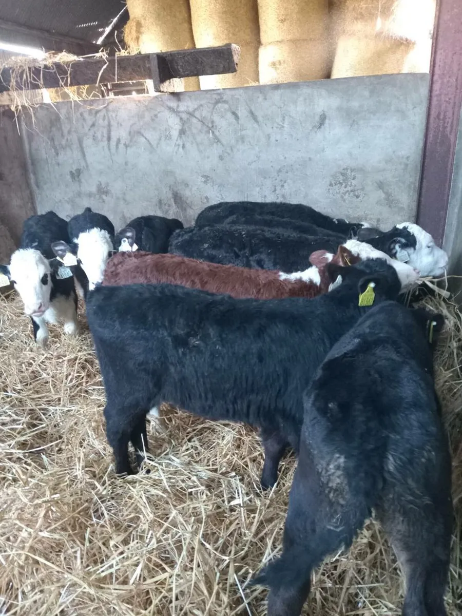 10 super quality strong heifer calves - Image 1