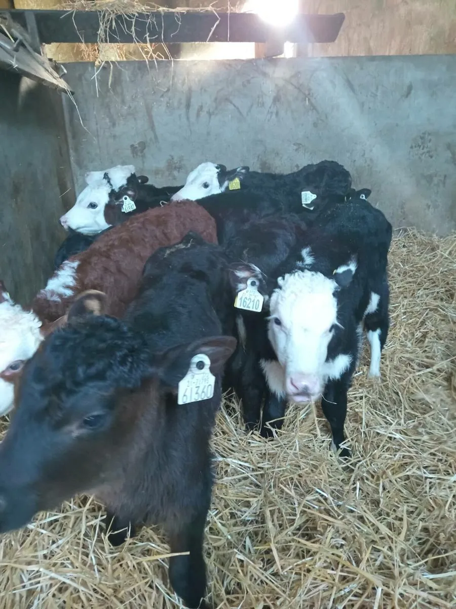 10 super quality strong heifer calves - Image 2