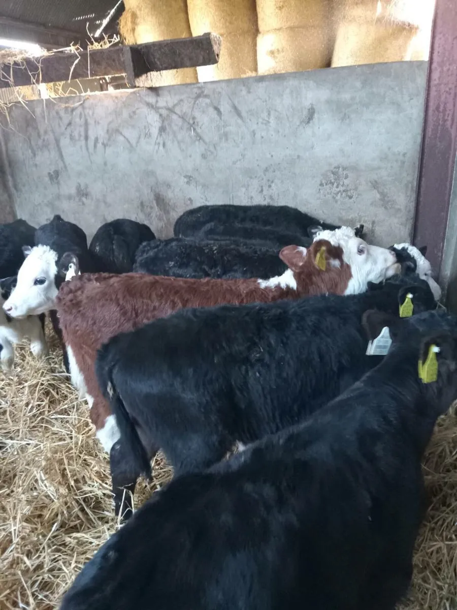 10 super quality strong heifer calves - Image 3