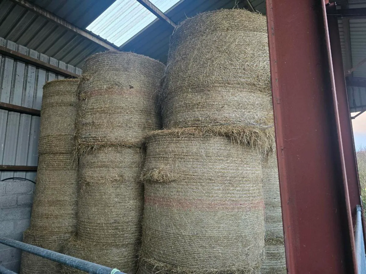 Round bales of hay - Image 1