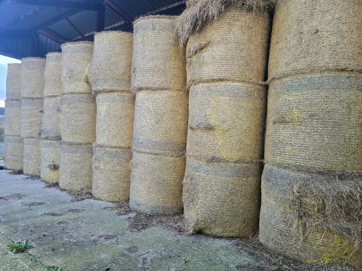 Round bales of hay - Image 2