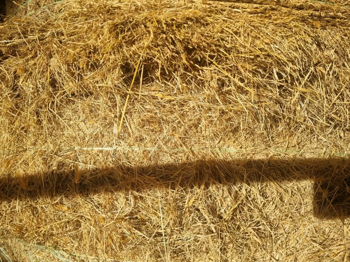 Quality Hay For Sale - Made end June 2025 - Image 2