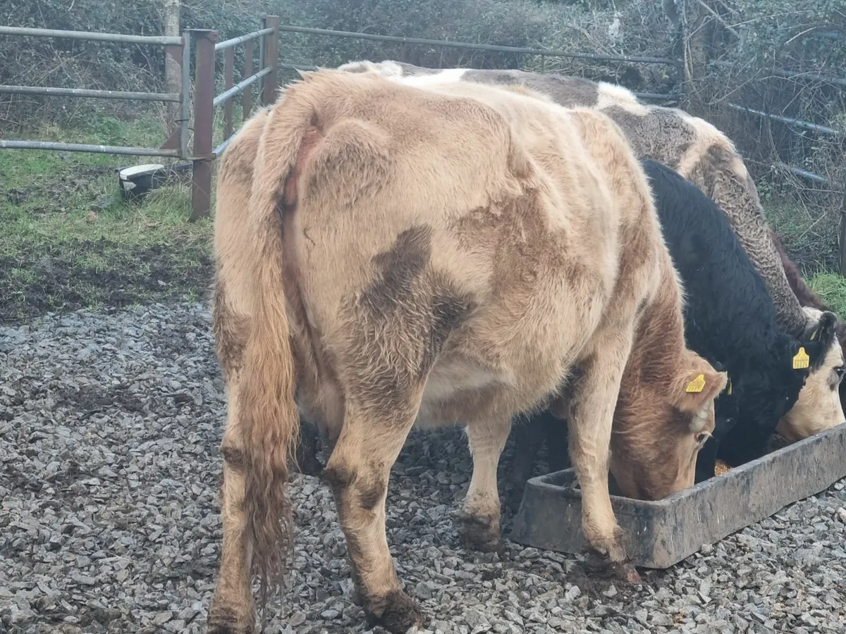 CHAROLAIS INCALF COW FOR SALE - Image 1