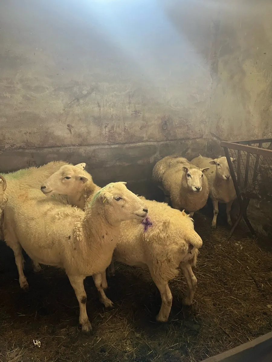 Ewes - Image 3