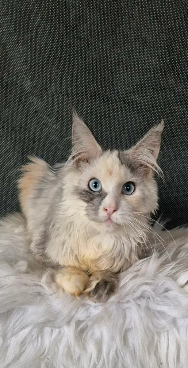 Maine Coon - Image 2