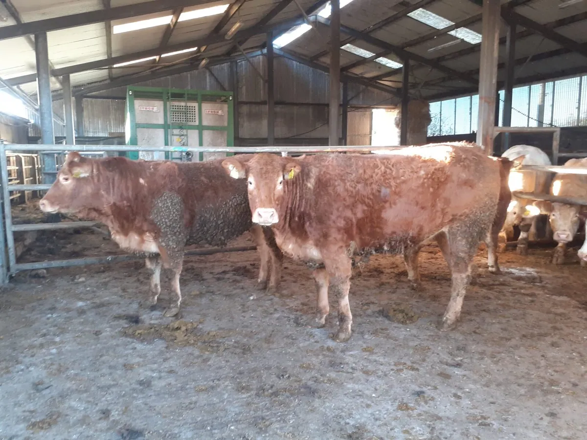 PBR Limousin Bull & Heifers - Image 1