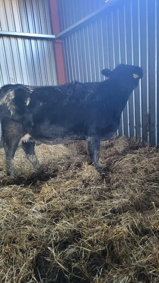 5 star Incalf heifers - Image 2
