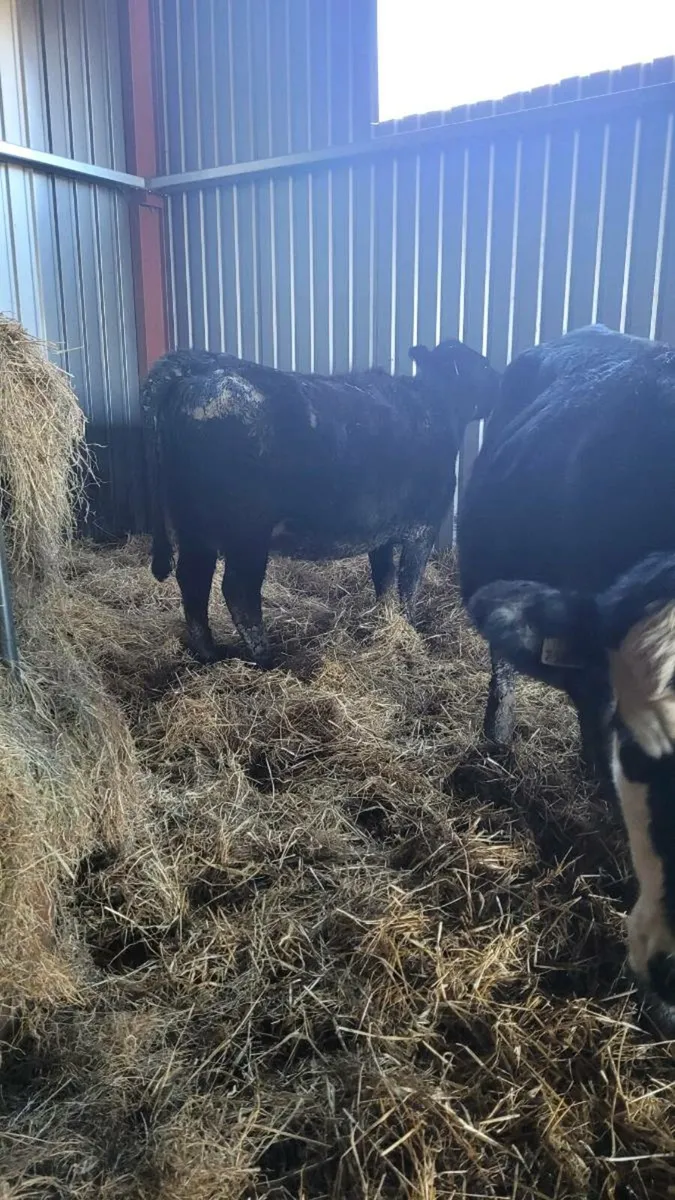 5 star Incalf heifers - Image 3