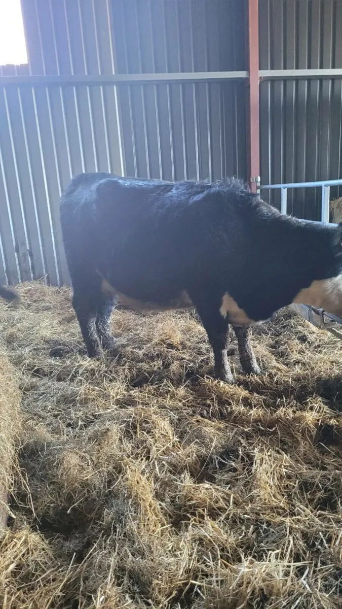 5 star Incalf heifers - Image 4