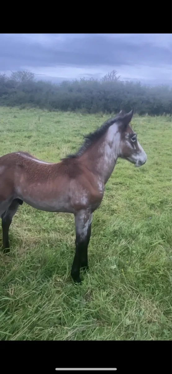 Top Class Connemara Colt