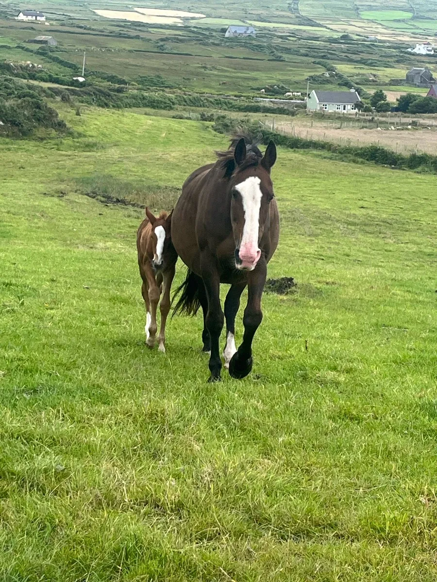 Mare all rounder done it all - Image 1