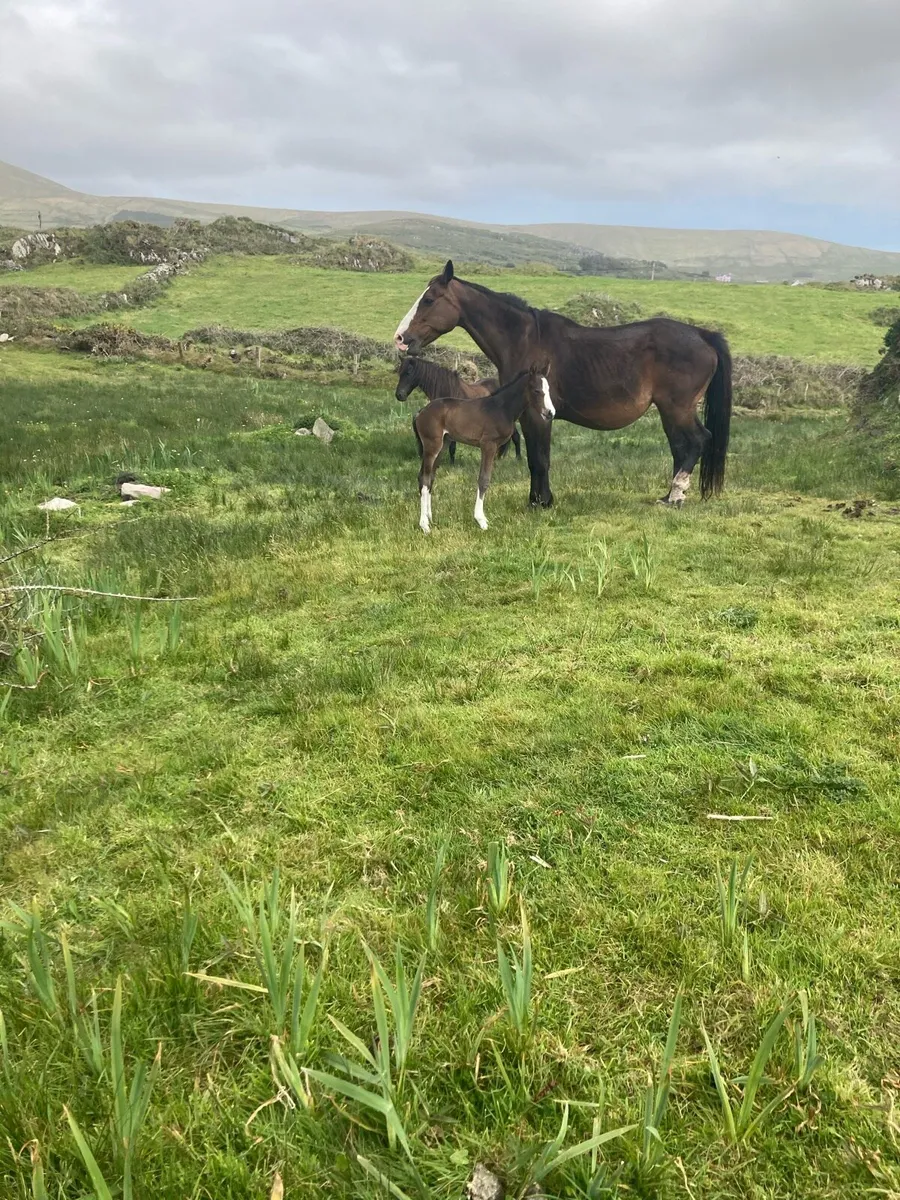 Mare all rounder done it all - Image 2