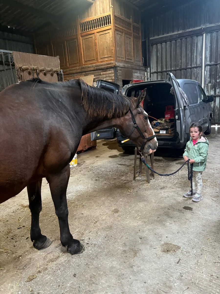 Mare all rounder done it all - Image 3