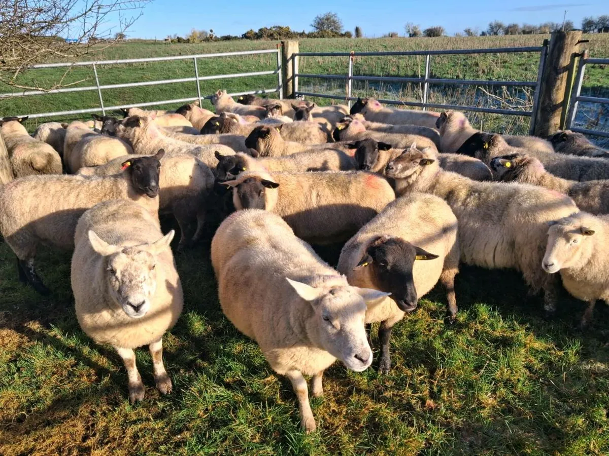 Ewes culls - Image 1