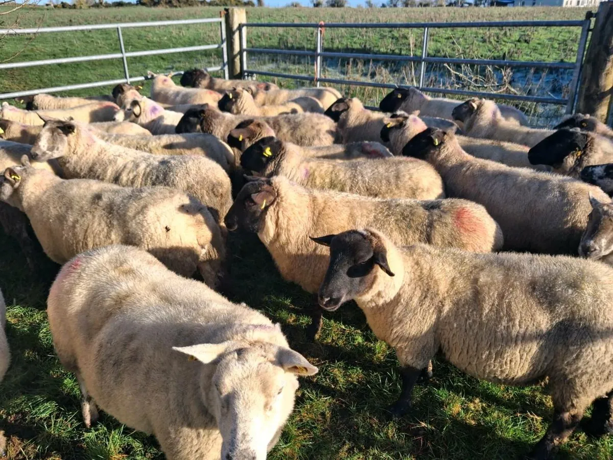 Ewes culls - Image 2