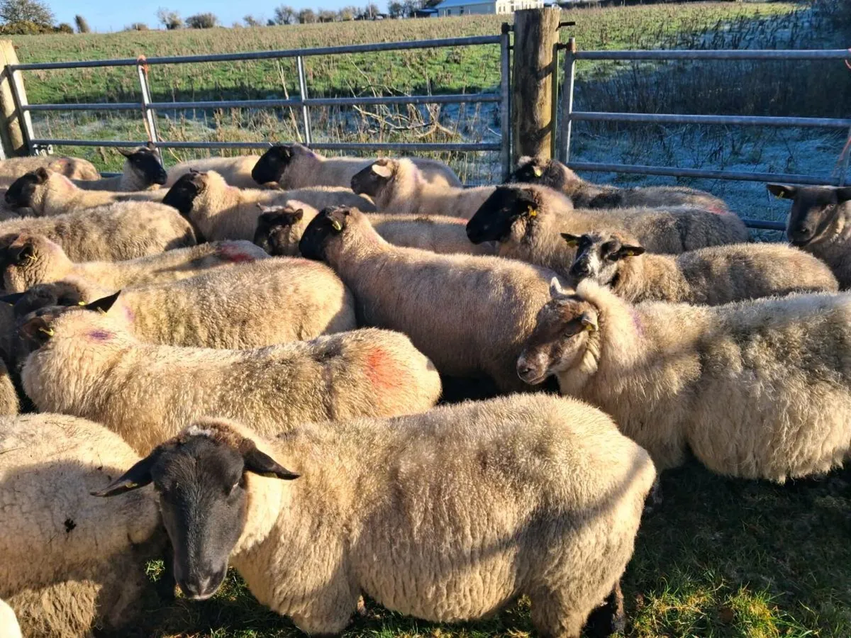 Ewes culls - Image 3