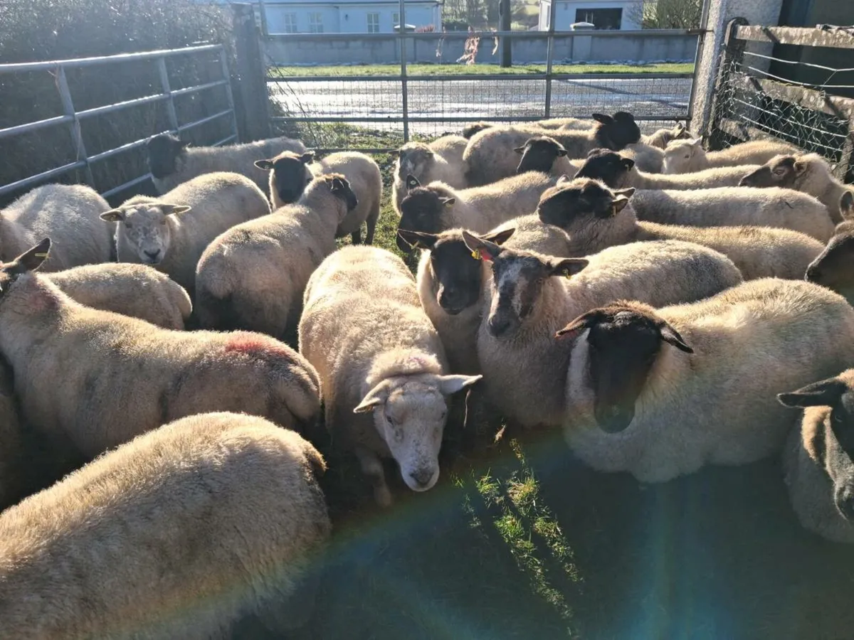 Ewes culls - Image 4